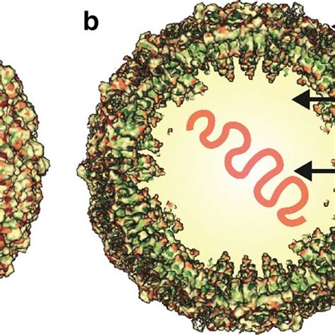 Schematic Representation Of The JEV Polyprotein Arrangement In The Host