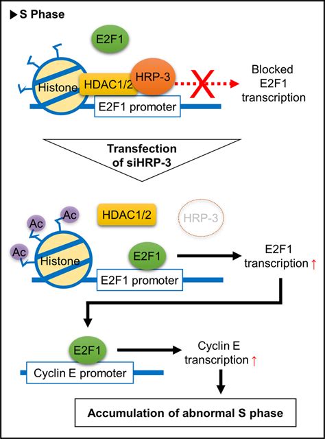 schematic representation   ef transcription level regulated