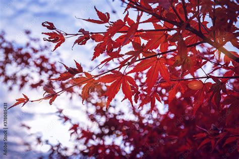 Beautiful Acer Palmatum Palmate Maple Or Smooth Japanese Maple Leaves Fall Red Maples In