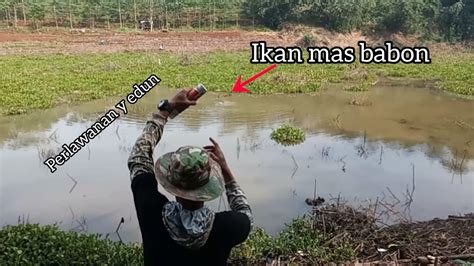 Gile Ampe Kewalahan Narik Ikan Mas Jumbo Part Maser Ikan Youtube