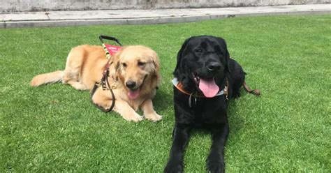 Escuela de perros guía pionera en América Latina está a punto de cerrar después de 34 años de