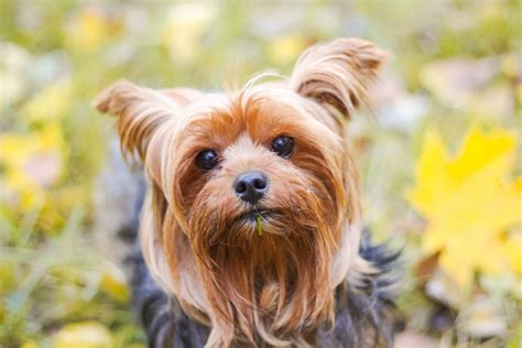 How Much Do Yorkies Cost Yorkshire Terrier Costs Explained