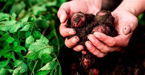 Hoy se celebra el Día Internacional de la Sanidad Vegetal