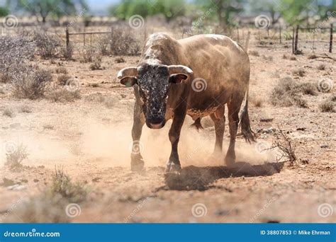 Nguni Bull Stock Image Image Of Breed Cattle Rural 38807853