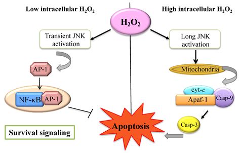 Cells Free Full Text The Role Of Hydrogen Peroxide In Redox