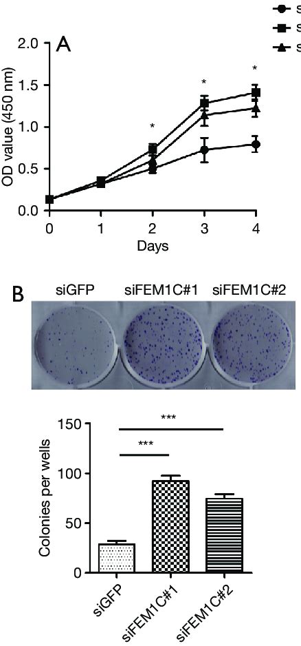 Fem1c Knockdown Promoted Cell Proliferation Hct116 Cells Were