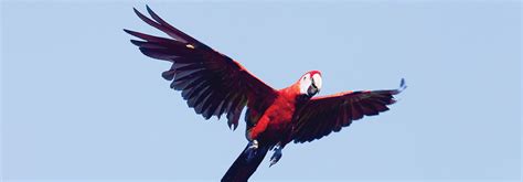 Liberación De Guacamayas Rojas En Palenque Chiapas México Desconocido