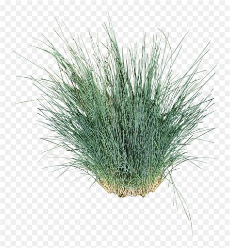 Ornamental Grass Cut Out , Png Download - Ornamental Grass White ...