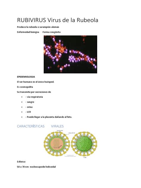 Rubivirus Virus De La Rubeola Pdf Virus Inmunología