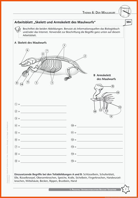 9 Skelett Wirbeltiere Arbeitsblatt Biologie Arbeitsblätter