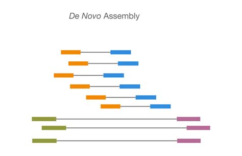 Timer Raccomandazione lento de novo genome assembly la zona Ingorgo ...