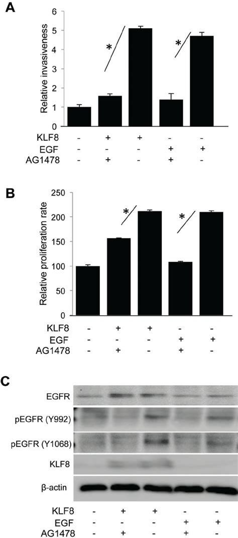 Klf8 Promotes Egfr Dependent Invasion And Proliferation The 10a Ik8