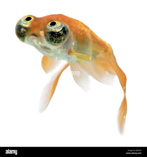 Celestial Eye Goldfish Hi Res Stock Photography And Images Alamy