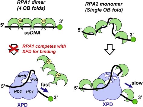 Single Molecule Analysis Reveals Differential Effect Of Ssdna Binding