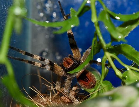 Brazilian Wandering Spider Phoneutria Nigriventer Flickr