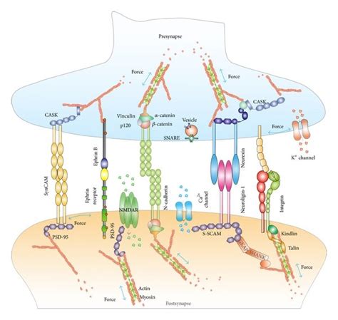 Schematic Of A Neural Synapse With Key Molecules Under External And Or