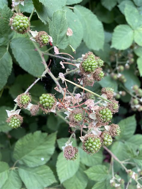 Lili Saintcrow | Green Berries