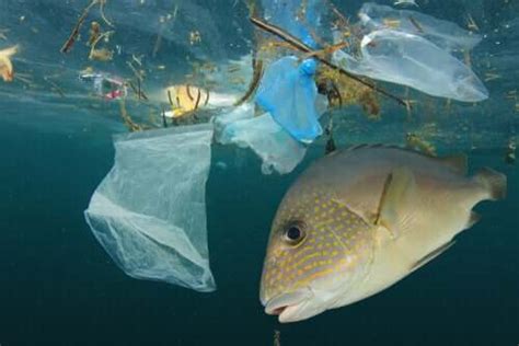 Efeitos Da Polui O Ambiental Nos Ecossistemas Meus Animais