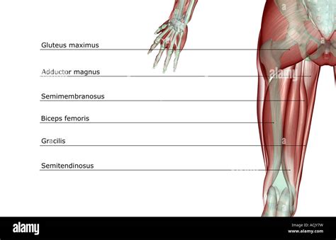 Semimembranosus Stretch