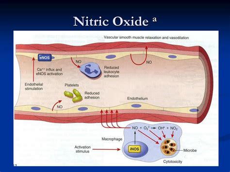 PPT Cell Injury And Inflammation PowerPoint Presentation Free