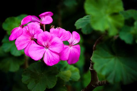 pink flowers 4k wallpaper - Coolwallpapers.me!