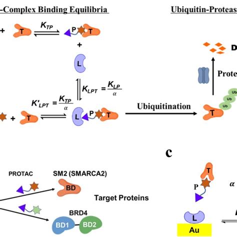 Characterization Of Degrader Induced Ternary Complex Formation A