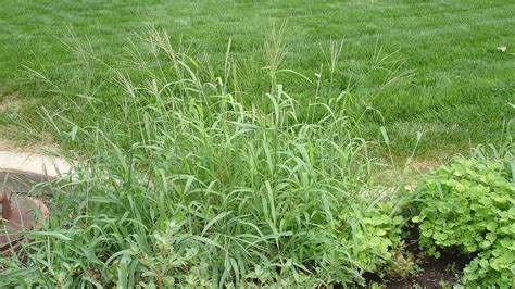 Ask An Expert Is Crabgrass Making You Crabby Six Tips To Help