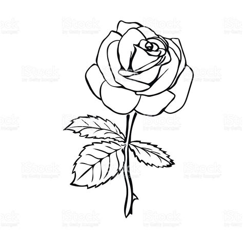 Rose Sketch Black Outline On White Background Vector Illustration