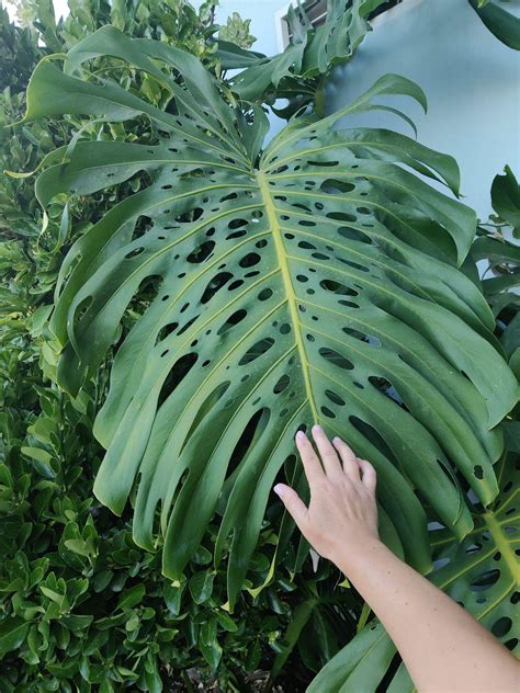 How Do Monstera Grow in the Wild: Secrets of Their Natural Habitat