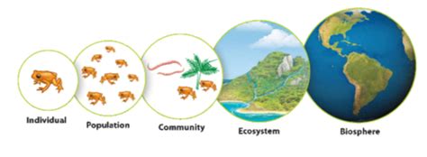 Ecological Hierarchy Flashcards | Quizlet