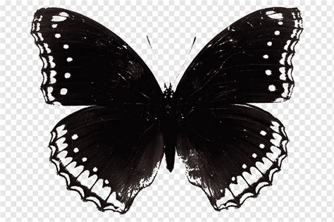 Black Butterfly Black Butterfly Black And White Png Pngwing