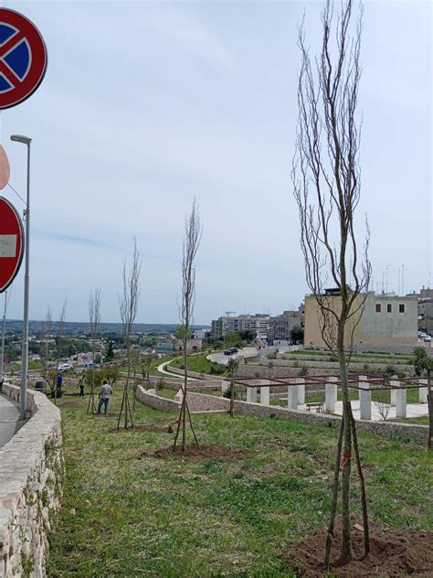 Martina Una Foresta Urbana Fiorisce Grazie Al Bando Alberi Per Il