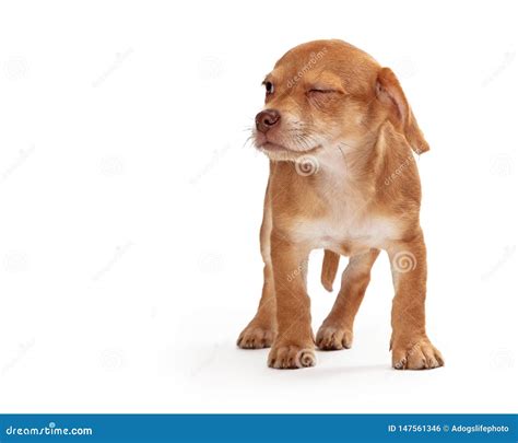 Funny Puppy Looking Side Scowling Stock Photo Image Of Adorable