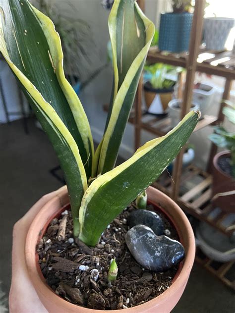 The mother plant looks like it’s dying but the little babies keep