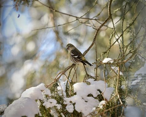 Female White Winged Crossbill - FeederWatch