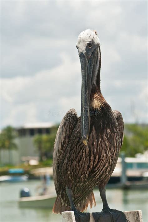 Brown Pelican Standing On A Marina Railing Stock Photo Image Of