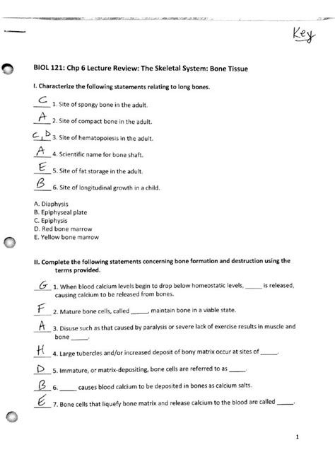 PDF BIOL 121 Chp 6 Bone Tissue Lecture Review DOKUMEN TIPS