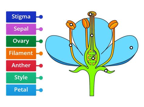 Parts of a Flower - Labelled diagram