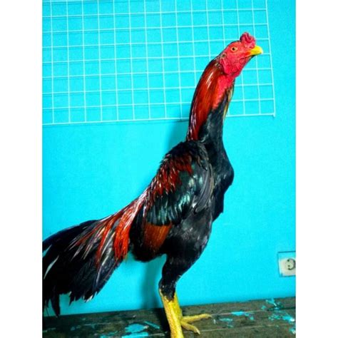 Jual Telur Fertil Ayam Full Brakot Pakhoy Shopee Indonesia