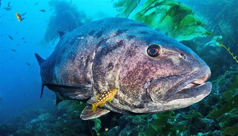 The Giant Sea Bass - Catalina Island Marine Institute