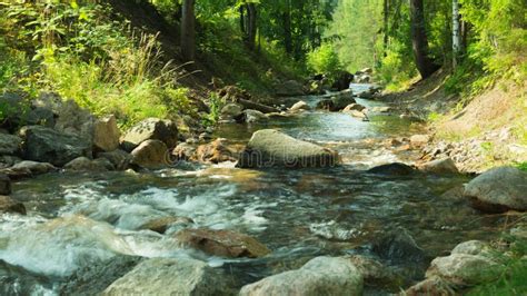 Rocky Creek In The Forest River With Rocks Dense Overgrown Forest