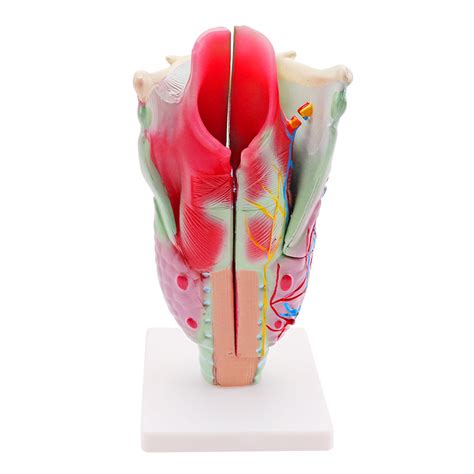 Larynx Anatomy Model Human Life Size Teaching Training Anatomical