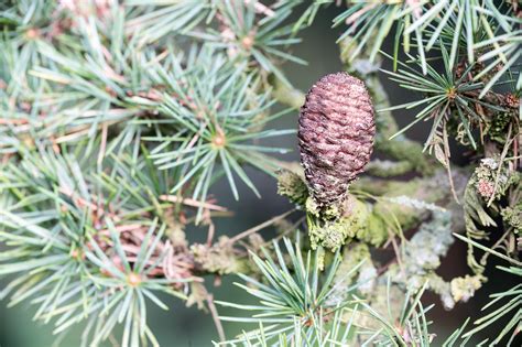 Atlas Cedar Cone Atlas Cedar Cone Cedrus Atlantica Credit Flickr