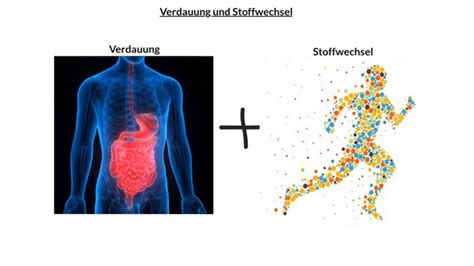 Verdauung Und Stoffwechsel Learn With Us Youtube