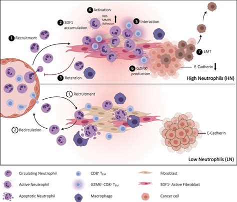 graphical model abundance  cdhigh neutrophils   tumor