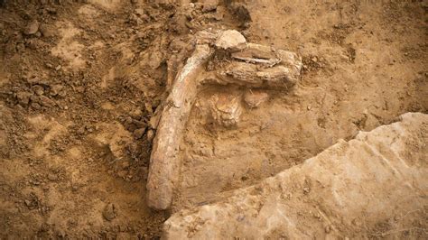 Battle Of Waterloo Skeletons Uncovered In Belgium BBC News