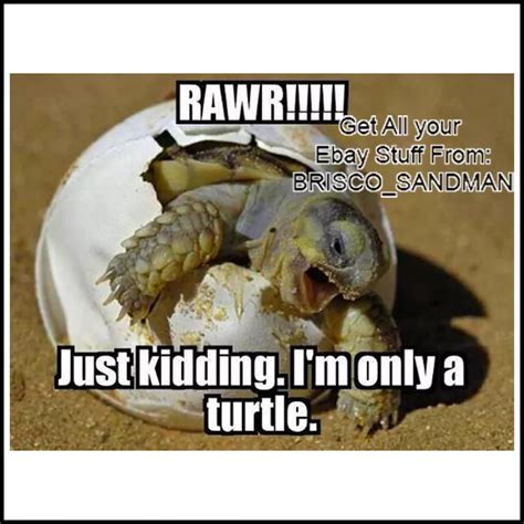 Turtle Funny Meme