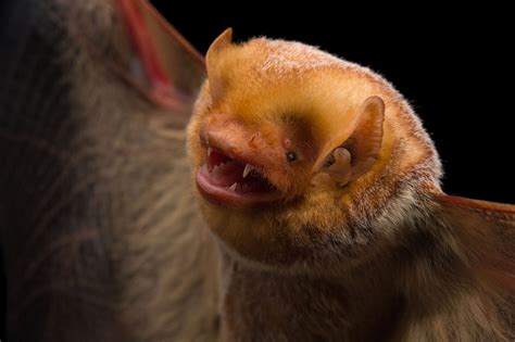 These Japanese Bats Make Tiny Igloos To Survive The Winter