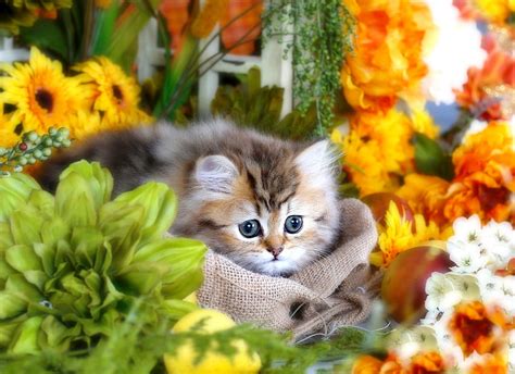 The Kitty S Flowers Kitten Sweet Florist Kitty Cozy Garden Cute Fluffy Flowers