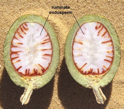 SEED development - Endosperm